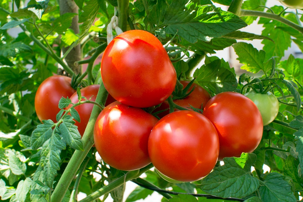 Quand et comment planter les tomates