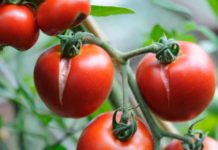 Pourquoi les tomates se fendent