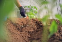 fertiliser vos plantes de jardin