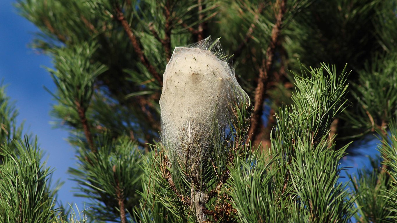 nid de chenille processionnaire dans un pin